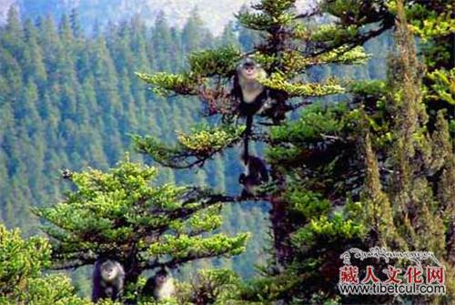 西藏自治区首届“美丽西藏”林业摄影展开展