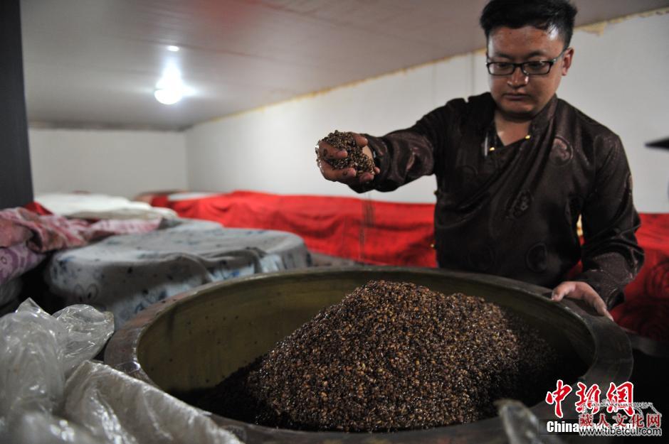 好喝看得见 探秘云南藏区青稞酒传统制作过程