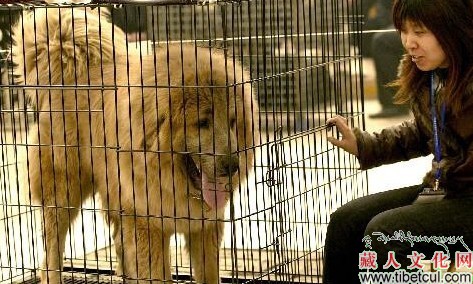 西藏喜马拉雅纯种藏獒抢救中心3月将办藏獒展