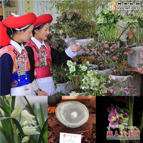 2019香格里拉第五届春季花展暨书画奇石展开展