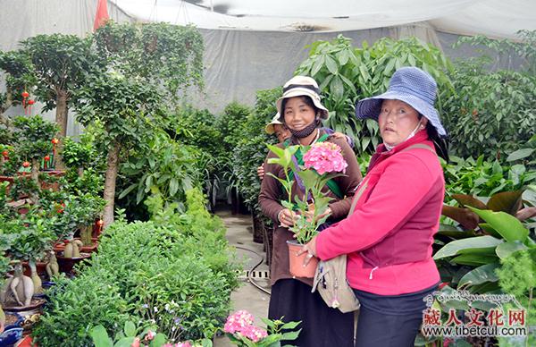和和美美过春节 西藏自治区应季花卉受追捧