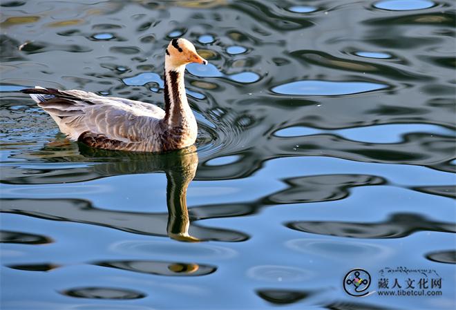 DSC_8271.JPG