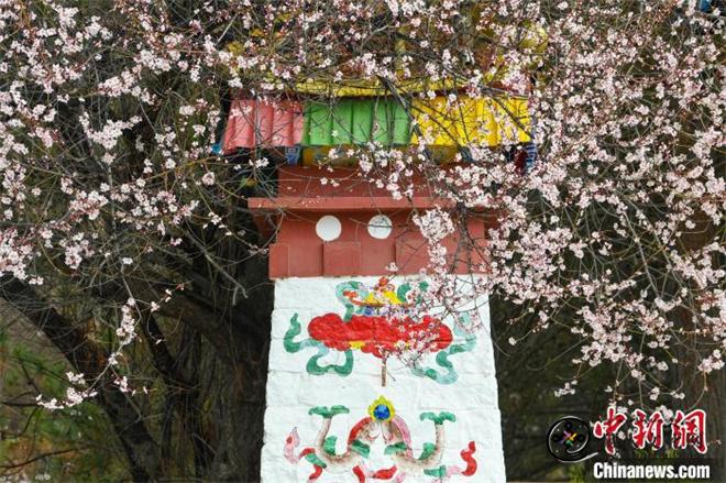 西藏林芝桃花节开幕 人气桃花村热闹迎客4.jpg