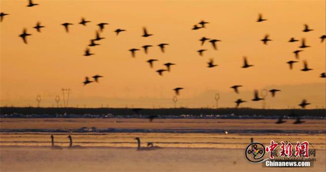 上百只天鹅飞抵柴达木盆地可鲁克湖越冬2.jpg