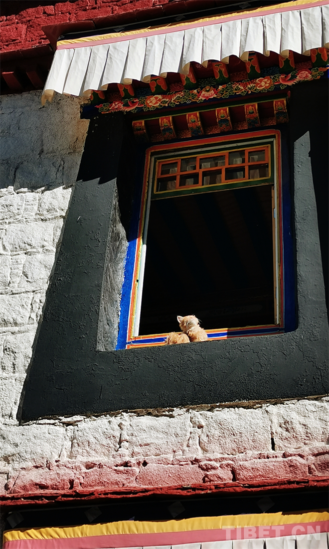 西藏传统建筑摄影实践活动助力儿童美育教育6.jpg