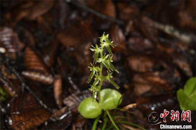 科研人员在滇西北和西藏墨脱发现多个兰科植物新种4.jpg