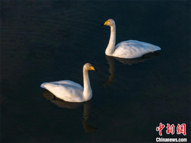 天鹅等多种野生鸟类“抵达”青海格尔木湿地越冬7.jpg