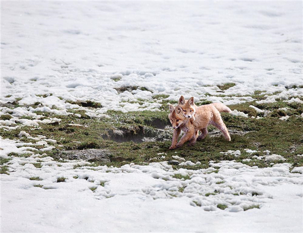 雪域草原上，那些小赤狐的一天1.jpg