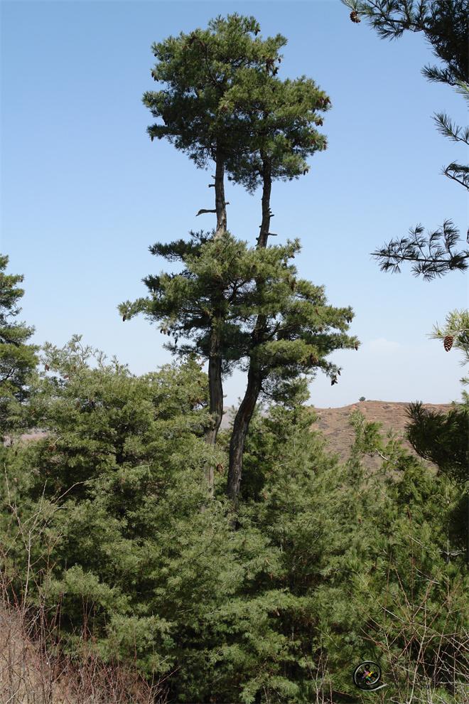 秀峰山上的“夫妻树”.JPG