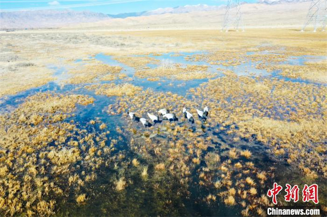 数十只黑颈鹤“如约而至”柴达木盆地都兰湖湿地2.jpg