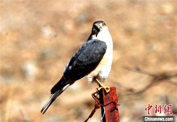 青海玛可河国家湿地公园鸟类监测新增10种1.jpg