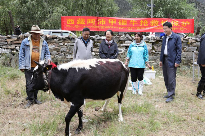 西藏阿沛甲咂牛与樟木牛抢救性保种全面展开3.jpg