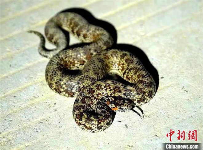 四川省石渠县首次拍到和发现红斑高山蝮蛇新种踪迹.jpg