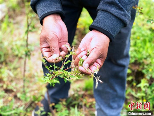 青海班玛：青藏高原唯一藏雪茶种植区 户户享收益2.jpg