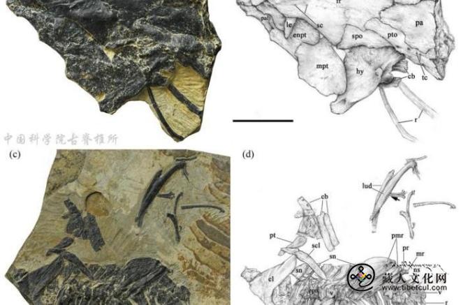 青藏高原发现鲤科新化石 揭示1500万年前鱼类多样性高于现代3.jpg