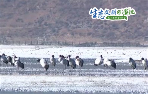 云南香格里拉纳帕海自然保护区冬季观鸟正当时