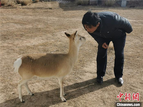 尖木措：保护普氏原羚，成为孩子榜样