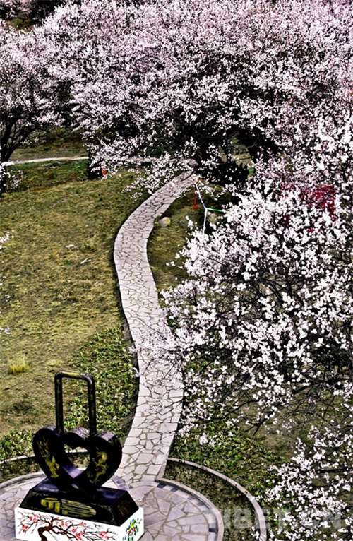 纵览3月美景 西藏林芝将开启线上桃花“云春游”