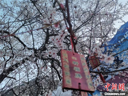 西藏林芝第十七届桃花旅游文化节4月2日开幕