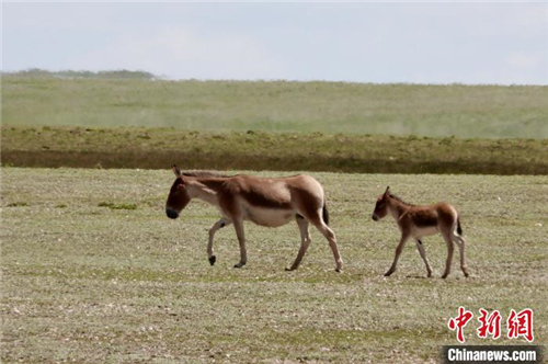 青海：多地禁非法穿越，高端生态体验成新宠