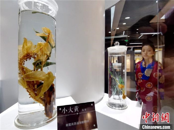青海大学民族医学博物馆揭牌 展示中国民族医药