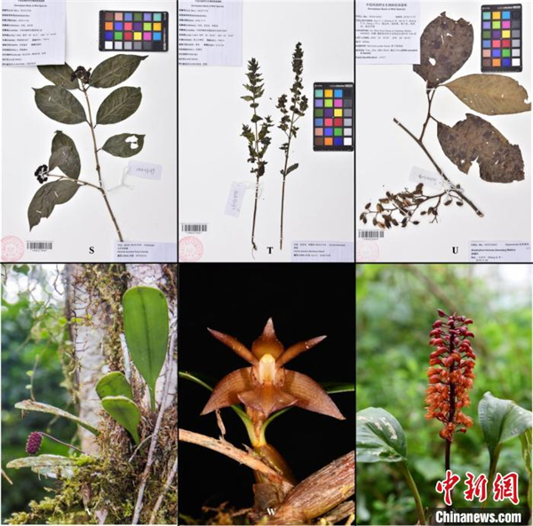 科研人员在西藏发现须弥四带芹等4个中国新记录种
