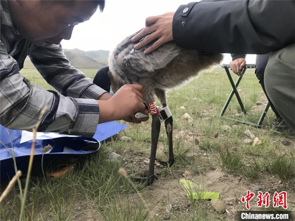 祁连山国家公园青海区黑颈鹤种群迁徙研究成果丰富