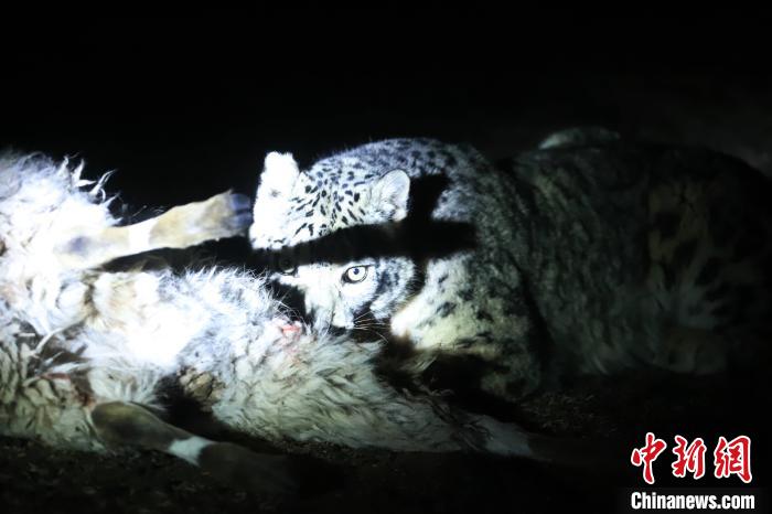 长江、澜沧江源启动旗舰物种雪豹及栖息地保护项目