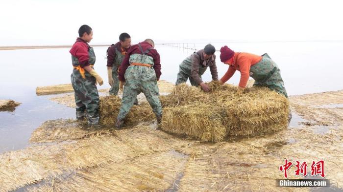 青海湖边“守鹤人”：用爱心和虔敬呵护圣湖精灵