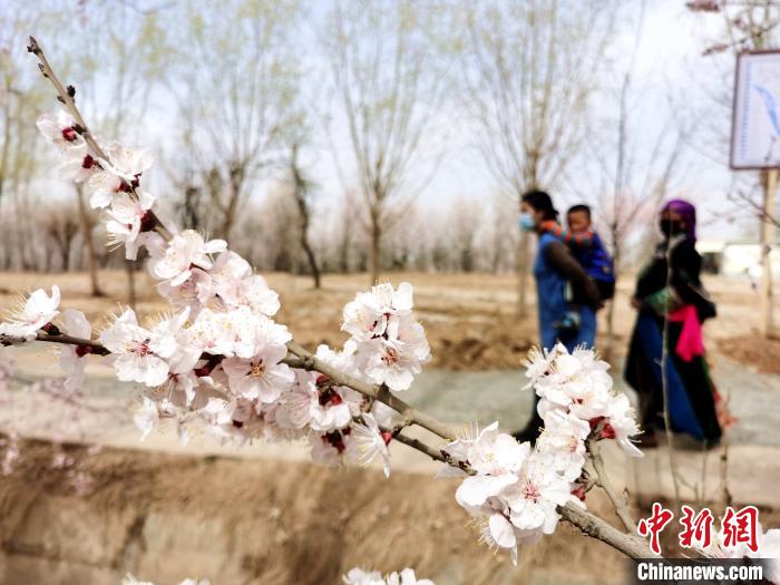 青海:高原春来晚,黄河岸畔率先开启赏花季