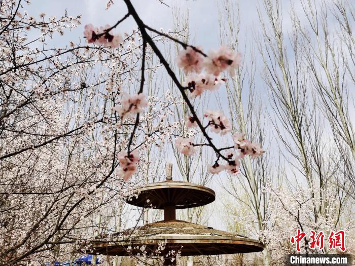 图为枝头杏花。　张添福 摄