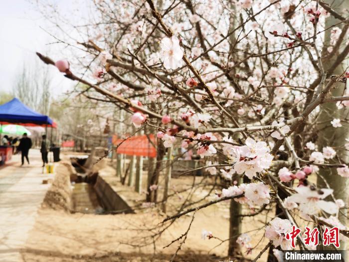 图为乡村巷道旁的杏花。　张添福 摄