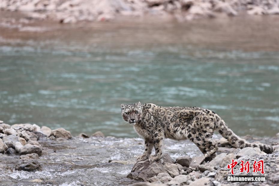 澜沧江源区生态管护、体验者拍雪豹渡河珍贵画面