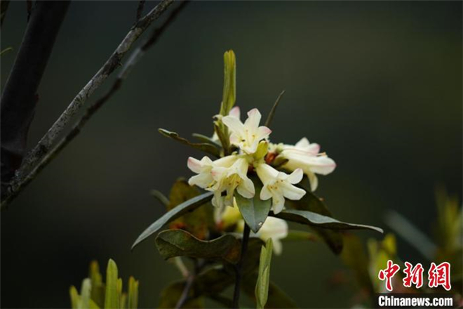 极度濒危植物折萼杜鹃时隔97年再次现世1.jpg