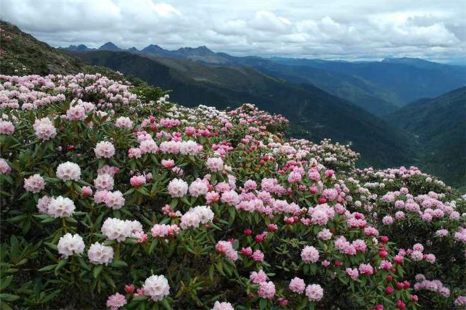 守护“雪山精灵”滇金丝猴1.jpg