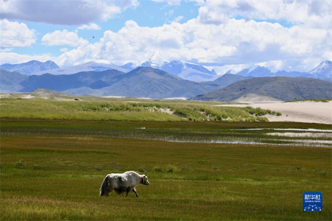 绿染高原 西藏草原综合植被盖度达到47.14%