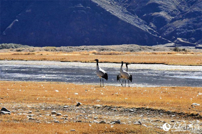 西藏：17万余只水鸟在“一江三河”流域越冬