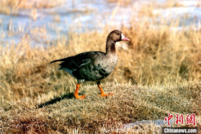 可鲁克湖-托素湖自然保护区鸟类名录增至137种