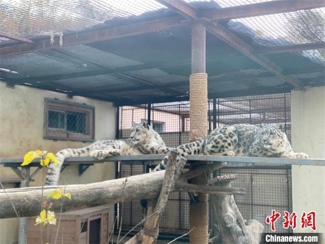 专家提议建立青藏高原雪豹DNA条形码 加速保护