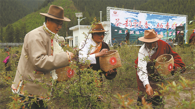 青海省班玛县藏雪茶走上高质量发展之路