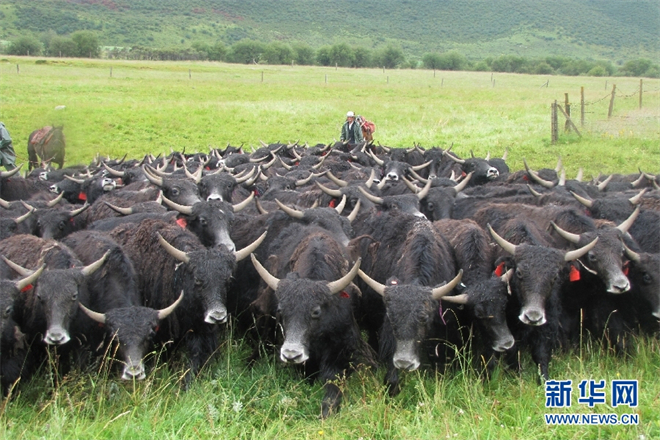 青海省牦牛藏羊产业集群建设总产值达267亿元