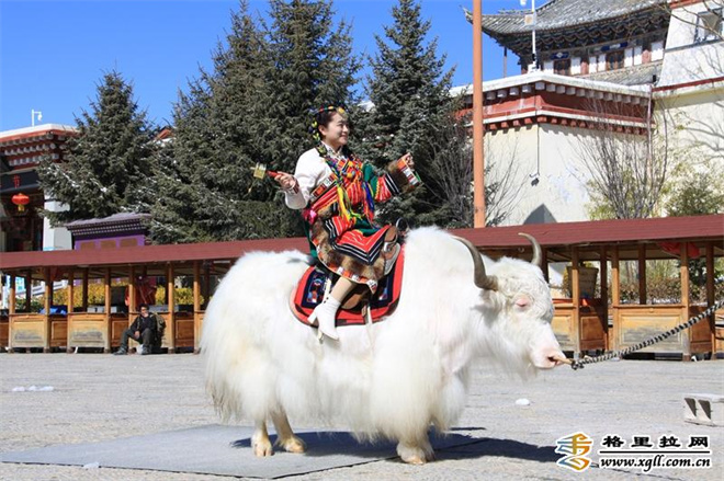 云南：虎年春节香格里拉旅拍备受游客青睐