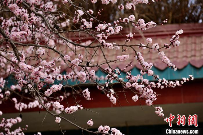 青海高原迎迟来“赏花季”：黄河岸畔杏花盛开