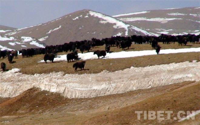 野血牦牛会成为雪域高原上又一座“银山”吗