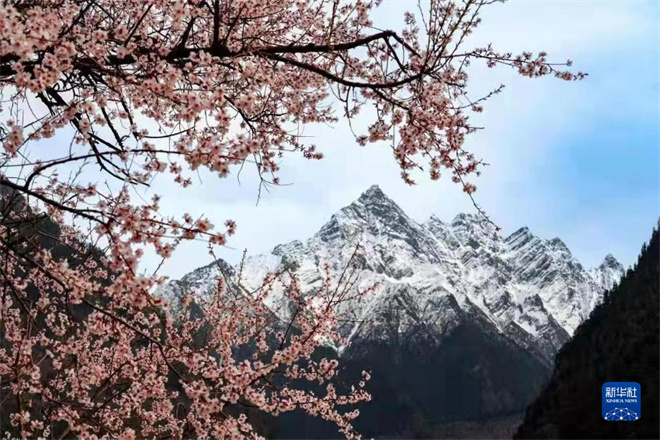 百万观众在雅鲁藏布大峡谷景区“云赏桃花”