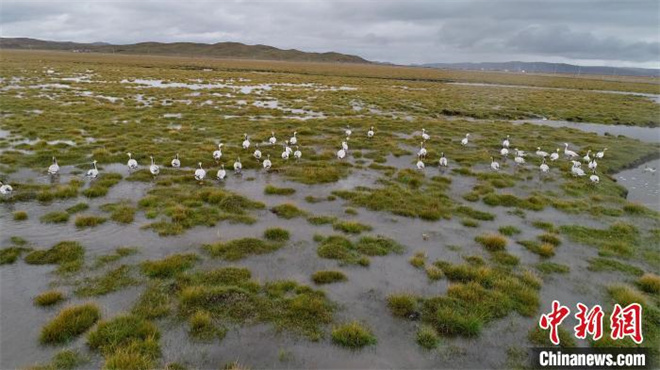 青海泽曲湿地：天地一体化监测呵护“地球之肾”