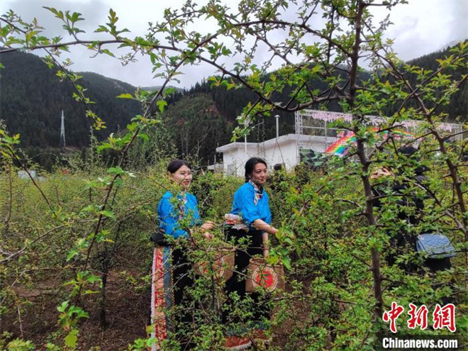 青海省果洛州班玛县举行第四届藏雪茶采摘节