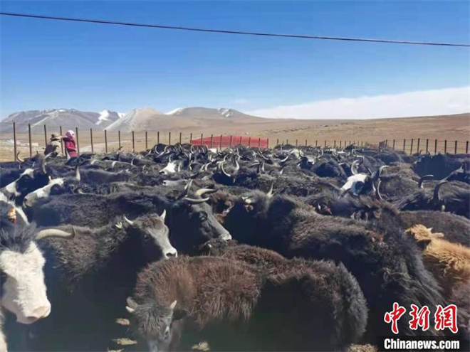 野血牦牛产业让青海天峻牧民生活富起来