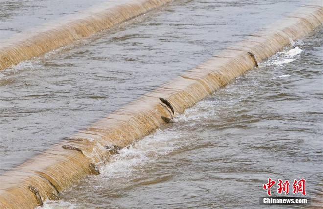 青海湖：湟鱼进入洄游季 鱼群逆流产卵