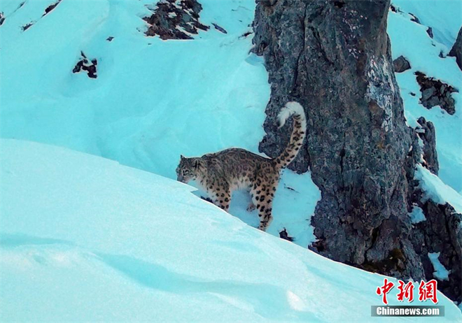 四川平武：大熊猫国家公园王朗区再现雪豹身影